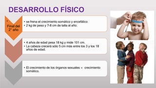 DESARROLLO FÍSICO
Final del
2° año
• se frena el crecimiento somático y encefálico
• 2 kg de peso y 7-8 cm de talla al año.
• 4 años de edad pesa 18 kg y mide 101 cm.
• La cabeza crecerá sólo 5 cm más entre los 3 y los 18
años de edad.
• El crecimiento de los órganos sexuales  crecimiento
somático.
*
 