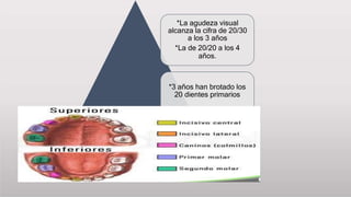 *La agudeza visual
alcanza la cifra de 20/30
a los 3 años
*La de 20/20 a los 4
años.
*3 años han brotado los
20 dientes primarios
 
