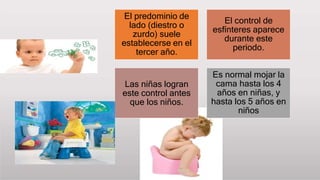 El predominio de
lado (diestro o
zurdo) suele
establecerse en el
tercer año.
El control de
esfínteres aparece
durante este
periodo.
Las niñas logran
este control antes
que los niños.
Es normal mojar la
cama hasta los 4
años en niñas, y
hasta los 5 años en
niños
 