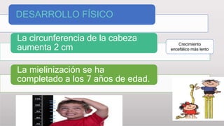 La circunferencia de la cabeza
aumenta 2 cm
La mielinización se ha
completado a los 7 años de edad.
Crecimiento
encefálico más lento
DESARROLLO FÍSICO
 