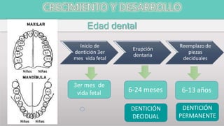 Inicio de
dentición 3er
mes vida fetal
Erupción
dentaria
Reemplazo de
piezas
deciduales
Edad dental
6-24 meses
3er mes de
vida fetal
DENTICIÓN
DECIDUAL
DENTICIÓN
PERMANENTE
6-13 años
 