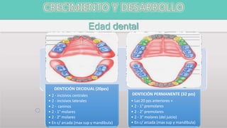 Edad dental
DENTICIÓN DECIDUAL (20pzs)
• 2 - incisivos centrales
• 2 - incisivos laterales
• 2 - caninos
• 2 - 1° molares
• 2 - 2° molares
• En c/ arcada (max sup y mandíbula)
DENTICIÓN PERMANENTE (32 pzs)
• Las 20 pzs anteriores +
• 2 - 1° premolares
• 2 - 2° premolares
• 2 - 3° molares (del juicio)
• En c/ arcada (max sup y mandíbula)
 