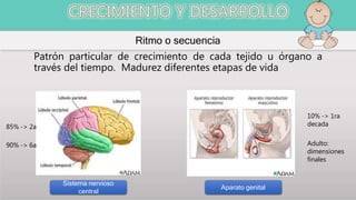 Ritmo o secuencia
Sistema nervioso
central
Aparato genital
Patrón particular de crecimiento de cada tejido u órgano a
través del tiempo. Madurez diferentes etapas de vida
85% -> 2a
90% -> 6a
10% -> 1ra
decada
Adulto:
dimensiones
finales
 