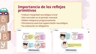 Importancia de los reflejos
primitivos
⚬Indican integridad neurológica inicial
⚬Son normales en el periodo neonatal
⚬Deben integrarse progresivamente
⚬Persistencia anormal sugiere lesión neurológica
⚬Su evaluación es obligatoria
 