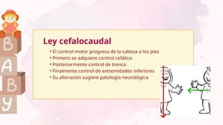 ⚬El control motor progresa de la cabeza a los pies
⚬Primero se adquiere control cefálico
⚬Posteriormente control de tronco
⚬Finalmente control de extremidades inferiores
⚬Su alteración sugiere patología neurológica
Ley cefalocaudal
 