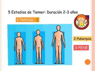 5 Estadios de Tanner: Duración 2-3 años
1-Testículo
2-Pubarquia
3-PENE
 