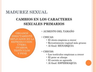 MADUREZ SEXUAL
CAMBIOS EN LOS CARACTERES
SEXUALES PRIMARIOS
ORGANOS
DIRECTAMENTE
IMPLICADOS EN LA
REPRODUCCIÓN:
ÚTERO,
OVARIOS,
TESTÍCULOS
Y PENE
• AUMENTO DEL TAMAÑO
• CHICAS:
• El útero empieza a crecer
• Revestimiento vaginal más grueso
• Al final: MENARQUIA
• CHICOS:
• Los testículos empiezan a crecer
• El pene se alarga
• El escroto se agranda
• Al final: ESPERMAQUIA
 