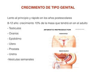 Lento al principio y rápido en los años postescolares
8-12 año: crecimiento 10% de la masa que tendrá en en el adulto
- Testiculos
- Ovarios
- Epididimo
- Utero
- Prostata
- Uretra
-Vesículas semanales
CRECIMIENTO DE TIPO GENITAL
 