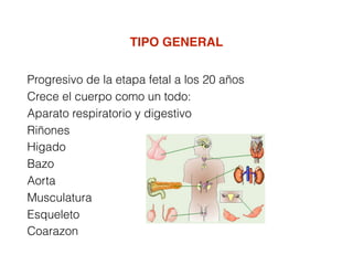 Progresivo de la etapa fetal a los 20 años
Crece el cuerpo como un todo:
Aparato respiratorio y digestivo
Riñones
Higado
Bazo
Aorta
Musculatura
Esqueleto
Coarazon
TIPO GENERAL
 