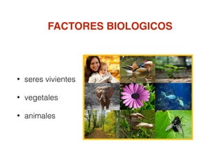 FACTORES BIOLOGICOS
• seres vivientes
• vegetales
• animales
 