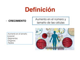 Deﬁnición
• CRECIMIENTO
Aumento en el número y
tamaño de las células
-Aumento en el tamaño
corporal
-Segmentos
-Organos
-Tejidos
 