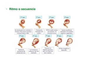 • Ritmo o secuencia
 