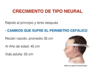 CRECIMIENTO DE TIPO NEURAL
Rápido al principio y lento después
- CAMBIOS QUE SUFRE EL PERIMETRO CEFÁLICO
Recién nacido: promedio 35 cm
Al Año de edad: 45 cm
Vida adulta: 55 cm
 