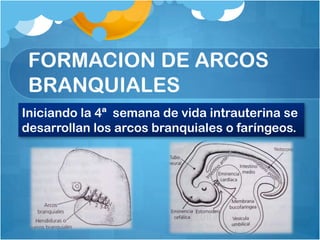 FORMACION DE ARCOS
 BRANQUIALES
Iniciando la 4ª semana de vida intrauterina se
desarrollan los arcos branquiales o faríngeos.
 