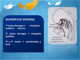 SUPERFICIE INTERNA

1ª bolsa faríngea =   conducto
auditivo    interno

2ª bolsa faríngea = amígdala
palatina

3ª y 4ª bolsa = paratiroides y
timo
 