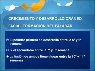 CRECIMIENTO Y DESARROLLO CRÁNEO

 FACIAL FORMACIÓN DEL PALADAR


 El paladar primero se desarrolla entre la 5ª y 6ª
  semana

 Y el secundario entre la 7ª y 8ª semana

 La fusión de ambos tienen lugar entre la 10ª y 11ª
  semanas
 