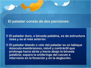 El paladar consta de dos porciones:



 El paladar duro, o bóveda palatina, es de estructura
  ósea y es el más anterior.
 El paladar blando o velo del paladar es un tabique
  músculo-membranoso, móvil y contráctil que
  prolonga hacia atrás y hacia abajo la bóveda
  palatina; separa la orofaringe del cavum e
  interviene en la fonación y en la deglución.
 