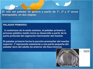 El velo del paladar se genera a partir de 1º, 2º y 3º arcos
branquiales, en dos etapas:


PALADAR PRIMARIO:

 A comienzos de la sexta semana, el paladar primario o
proceso palatino medio inicia su desarrollo a partir de la
parte profunda del segmento intermaxilar del maxilar.

El paladar primario forma la porción premaxilar del maxilar
superior .Y representa solamente a una parte pequeña del
paladar duro del adulto (la anterior ala fosa incisiva).
 