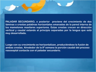PALADAR SECUNDARIO, o posterior proviene del crecimiento de dos
láminas o crestas palatinas horizontales emanadas de la pared interna de
los mamelones maxilares superiores. Estas crestas crecen en dirección
vertical y caudal estando al principio separadas por la lengua que está
muy desarrollada.



Luego con su crecimiento se horizontalizan, produciéndose la fusión de
ambas crestas. Alrededor de la 8ª semana la porción caudal del proceso
nasoseptal contacta con el paladar secundario.
 