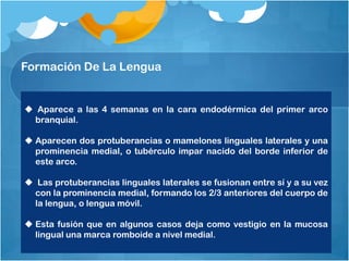 Formación De La Lengua


 Aparece a las 4 semanas en la cara endodérmica del primer arco
  branquial.

 Aparecen dos protuberancias o mamelones linguales laterales y una
  prominencia medial, o tubérculo impar nacido del borde inferior de
  este arco.

 Las protuberancias linguales laterales se fusionan entre sí y a su vez
  con la prominencia medial, formando los 2/3 anteriores del cuerpo de
  la lengua, o lengua móvil.

 Esta fusión que en algunos casos deja como vestigio en la mucosa
  lingual una marca romboide a nivel medial.
 