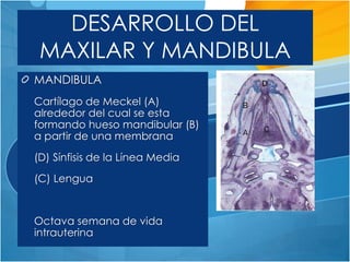 DESARROLLO DEL
 MAXILAR Y MANDIBULA
MANDIBULA
Cartílago de Meckel (A)
alrededor del cual se esta
formando hueso mandibular (B)
a partir de una membrana
(D) Sínfisis de la Línea Media
(C) Lengua


Octava semana de vida
intrauterina
 