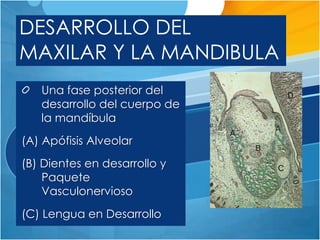 DESARROLLO DEL
MAXILAR Y LA MANDIBULA
   Una fase posterior del
   desarrollo del cuerpo de
   la mandíbula
(A) Apófisis Alveolar
(B) Dientes en desarrollo y
    Paquete
    Vasculonervioso
(C) Lengua en Desarrollo
 