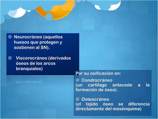  Neurocráneo (aquellos
  huesos que protegen y
  sostienen al SN).

 Viscerocráneo (derivados
  óseos de los arcos
  branquiales)
                             Por su osificación en:
                              Condrocráneo
                             (un cartílago antecede   a   la
                             formación de ósea).

                              Osteocráneo
                             (el tejido óseo se diferencia
                             directamente del mesénquima)
 