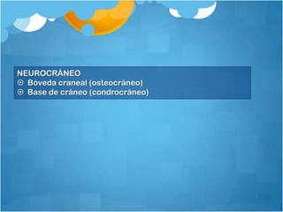 NEUROCRÁNEO
 Bóveda craneal (osteocráneo)
 Base de cráneo (condrocráneo)
 