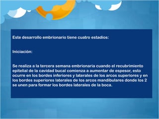 Este desarrollo embrionario tiene cuatro estadios:


Iniciación:


Se realiza a la tercera semana embrionaria cuando el recubrimiento
epitelial de la cavidad bucal comienza a aumentar de espesor, esto
ocurre en los bordes inferiores y laterales de los arcos superiores y en
los bordes superiores laterales de los arcos mandibulares donde los 2
se unen para formar los bordes laterales de la boca.
 