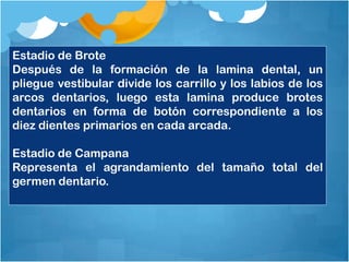 Estadio de Brote
Después de la formación de la lamina dental, un
pliegue vestibular divide los carrillo y los labios de los
arcos dentarios, luego esta lamina produce brotes
dentarios en forma de botón correspondiente a los
diez dientes primarios en cada arcada.

Estadio de Campana
Representa el agrandamiento del tamaño total del
germen dentario.
 