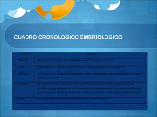 CUADRO CRONOLOGICO EMBRIOLOGICO


   Tiempo                                              Hechos

1 Semana    Fecundación, nidación en el endometrio (día 5), implante, mórula

8 días      Embrioblasto se comienza a diferencia en 2 hojas: ectodermo y endodermo

2 semanas   Formación de la cavidad amniótica, saco vitelino secundario y lámina procordal. Formación
            del disco bilaminar

3 semanas   Formación del disco trilaminar. Línea primitiva con fosita primitiva, notocorda, placa
            cardíaca y cecal; plegamiento cefalocaudal y lateral; plegamiento de la cabeza: estomodeo
            primitivo o boca primitiva, intestino primitivo, membrana bucofaringea; aparato branquial.

24 días     Se origina el proceso maxilar que viene del 1er arco branquial
 