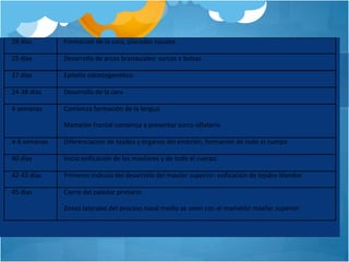 28 días       Formación de la cara, placodas nasales

25 días       Desarrollo de arcos branquiales: surcos y bolsas

37 días       Epitelio odontogenético

24-38 días    Desarrollo de la cara

4 semanas     Comienza formación de la lengua

              Mamelón frontal comienza a presentar surco olfatorio

4-8 semanas   Diferenciación de tejidos y órganos del embrión; formación de todo el cuerpo

40 días       Inicio osificación de los maxilares y de todo el cuerpo

42-43 días    Primeros indicios del desarrollo del maxilar superior: osificación de tejidos blandos

45 días       Cierre del paladar primario

              Zonas laterales del proceso nasal medio se unen con el mamelón maxilar superior
 