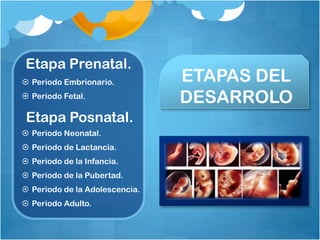 Etapa Prenatal.
 Periodo Embrionario.          ETAPAS DEL
 Periodo Fetal.
                                DESARROLO
 Etapa Posnatal.
 Periodo Neonatal.
 Periodo de Lactancia.
 Periodo de la Infancia.
 Periodo de la Pubertad.
 Periodo de la Adolescencia.
 Periodo Adulto.
 
