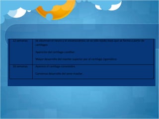 12 semanas   Se observan el neuro y el viscerocráneo; se ve sólo tejido óseo que se forma a partir de
             cartílagos.

             Aparición del cartílago condilar.

             Mayor desarrollo del maxilar superior por el cartílago cigomático

16 semanas   Aparece el cartílago coronoides.

             Comienza desarrollo del seno maxilar.
 
