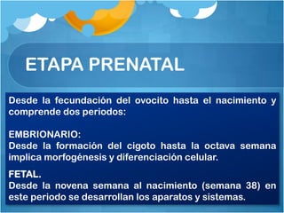 ETAPA PRENATAL
Desde la fecundación del ovocito hasta el nacimiento y
comprende dos periodos:

EMBRIONARIO:
Desde la formación del cigoto hasta la octava semana
implica morfogénesis y diferenciación celular.
FETAL.
Desde la novena semana al nacimiento (semana 38) en
este periodo se desarrollan los aparatos y sistemas.
 