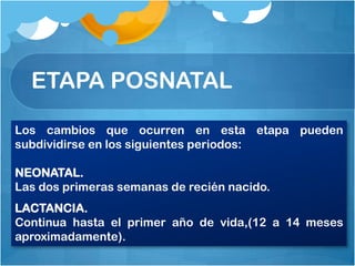 ETAPA POSNATAL

Los cambios que ocurren en esta etapa pueden
subdividirse en los siguientes periodos:

NEONATAL.
Las dos primeras semanas de recién nacido.
LACTANCIA.
Continua hasta el primer año de vida,(12 a 14 meses
aproximadamente).
 