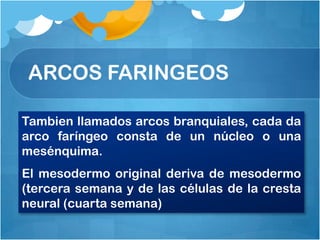 ARCOS FARINGEOS

Tambien llamados arcos branquiales, cada da
arco faríngeo consta de un núcleo o una
mesénquima.
El mesodermo original deriva de mesodermo
(tercera semana y de las células de la cresta
neural (cuarta semana)
 