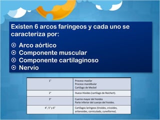 Existen 6 arcos faríngeos y cada uno se
caracteriza por:
   Arco aórtico
   Componente muscular
   Componente cartilaginoso
   Nervio
               1°        Proceso maxilar
                         Proceso mandibular
                         Cartílago de Meckel
               2°        Hueso Hioides (cartílago de Reichert).

               3°        Cuerno mayor del hioides
                         Parte inferior del cuerpo del hioides.
           4°, 5° y 6°   Cartílagos laríngeos (tiroides, cricoides,
                         aritenoides, corniculado, cuneiforme).
 