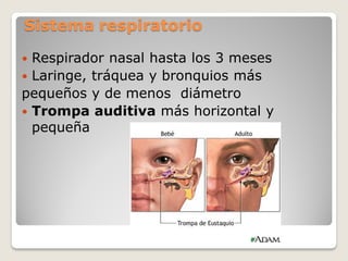  Respirador nasal hasta los 3 meses
 Laringe, tráquea y bronquios más
pequeños y de menos diámetro
 Trompa auditiva más horizontal y
pequeña
 