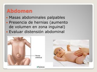 Abdomen
 Masas abdominales palpables
 Presencia de hernias (aumento
de volumen en zona inguinal)
 Evaluar distensión abdominal
 
