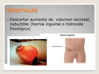 GENITALES
 Descartar aumento de volumen escrotal,
reductible (hernia inguinal o hidrocele
fisiológico)
 