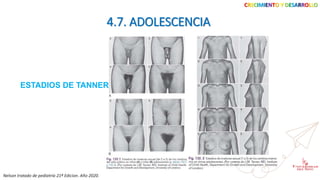 CRECIMIENTO Y DESARROLLO
4.7. ADOLESCENCIA
Nelson tratado de pediatría 21ª Edicion. Año 2020.
ESTADIOS DE TANNER
 