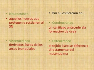 • Neurocráneo
• aquellos huesos que
protegen y sostienen al
SN
• Viscerocráneo
derivados óseos de los
arcos branquiales
• Por su osificación en:
• Condrocráneo
un cartílago antecede ala
formación de ósea
• Osteocráneo
el tejido óseo se diferencia
directamente del
mesénquima
 