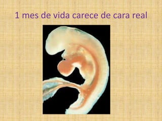 1 mes de vida carece de cara real
 