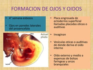 FORMACION DE OJOS Y OIDOS
• 4° semana esbozos
• Ojos en paredes laterales
del prosencefalo
• Placa engrosada de
ectodermo superficial
llamadas placodas oticas o
auditivas
• Invaginan
• Vesículas oticas o auditivas
de donde deriva el oído
interno
• Oído externo y medio a
expensas de bolsas
faríngeas y arcos
branquiales
 
