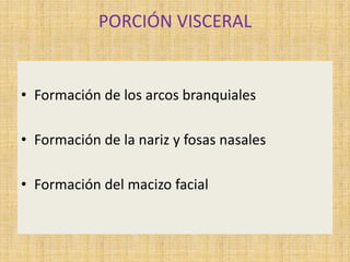 PORCIÓN VISCERAL
• Formación de los arcos branquiales
• Formación de la nariz y fosas nasales
• Formación del macizo facial
 
