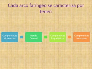 Cada arco faríngeo se caracteriza por
tener:
Componentes
Musculares
Nervio
Craneal
Componentes
Esqueléticos
Componentes
Nerviosos
 
