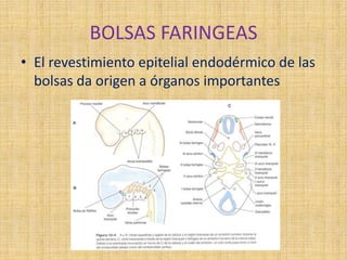 BOLSAS FARINGEAS
• El revestimiento epitelial endodérmico de las
bolsas da origen a órganos importantes
 