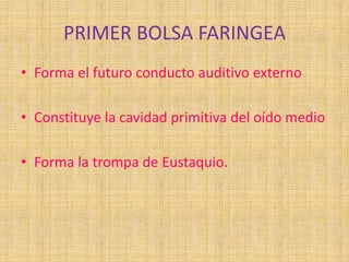 PRIMER BOLSA FARINGEA
• Forma el futuro conducto auditivo externo
• Constituye la cavidad primitiva del oído medio
• Forma la trompa de Eustaquio.
 
