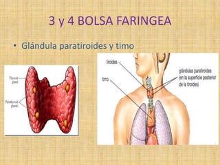 3 y 4 BOLSA FARINGEA
• Glándula paratiroides y timo
 